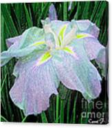 Painterly Colorful Iris Canvas Print
