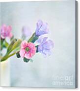 Pale Pink And Purple Pulmonaria Flowers Canvas Print