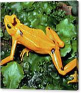Panamanian Golden Frog Atelopus Zeteki Canvas Print