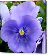 Pansies In The Outfield Canvas Print