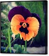 Pansy 6 Canvas Print