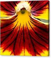 Pansy Named Imperial Gold Princess Canvas Print