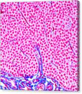 Parathyroid Gland Ts Canvas Print