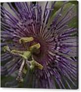 Passion Flower Canvas Print