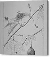 Passionflower Vine Canvas Print