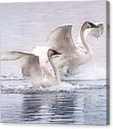 Pastel Swans Canvas Print