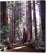 Path By An Ancient Redwood Canvas Print