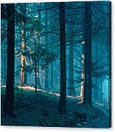 Path Through Mysterious Forest Canvas Print