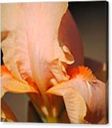 Peach Iris Flower Iii Canvas Print