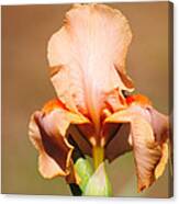 Peach Iris Flower Canvas Print