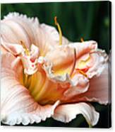 Peach Magnolia Love Affair Canvas Print