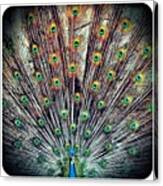 Peacock Eye Tail #squaready #peacock Canvas Print