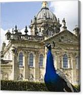 Peacock In Front Of A Building Canvas Print