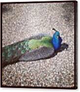 #peacock, #ottley, #hall, #suffolk Canvas Print