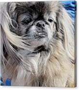 Pekingese Portrait Canvas Print