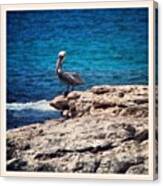 Pelican At The #beach #puertorico Canvas Print