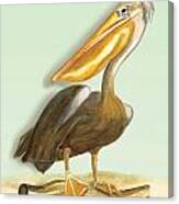 Pelican Bill Canvas Print