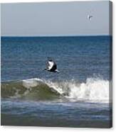Pelican Wave Surfer Canvas Print