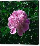 Peony Canvas Print