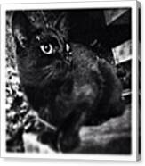 #pets #cat #black #foto_italiane Canvas Print