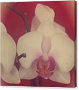 Phalaenopsis Canvas Print
