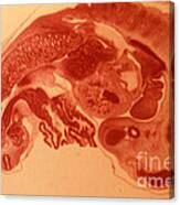 Pig Embryo Canvas Print