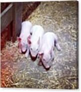 #piglets #farm #animals Canvas Print