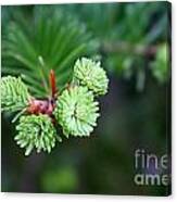 Pine Canvas Print