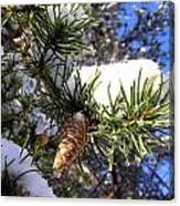 Pine Cone In Winter Canvas Print