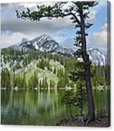 Pine Trees Reflected In Fairy Lake Canvas Print