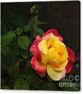 Pink And Yellow Rose 5 Canvas Print