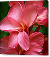 Pink Canna Canvas Print