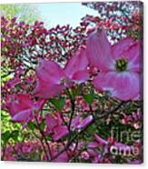 Pink Dogwood Canvas Print