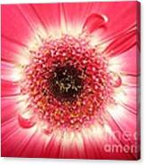 Pink Gerbera Daisy Close-up Canvas Print