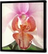 #pink #orchid #photography #instamood Canvas Print
