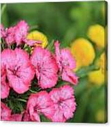 Pink Phlox And Yellow Buttons Canvas Print