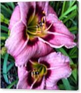 #pink #purple #daylily #eye #bloom Canvas Print