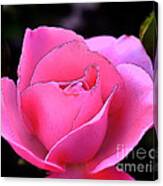 Pink Rose Day Canvas Print