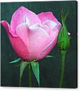 Pink Rose Canvas Print