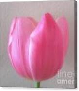 Pink Tulip Soft Focus Photograph Canvas Print