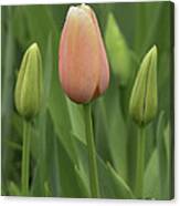 Pink Tulip With Buds Canvas Print