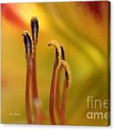 Pistils Of The Daylily Canvas Print