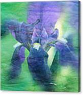 Poetic Iris 2 Canvas Print