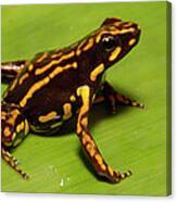 Poison Dart Frog Epipedobates Sp New Canvas Print
