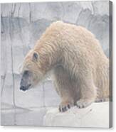 Polar Bear 8 Canvas Print