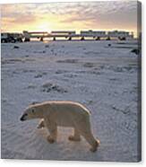 Polar Bear And Tundra Buggies Full Canvas Print