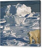 Polar Bear Lone Yearling On Shore Canvas Print