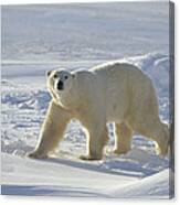 Polar Bear On The Near Shore Ice Canvas Print