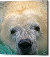 Polar Bear Swim Canvas Print