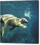 Polar Bear Ursus Maritimus Pair Canvas Print